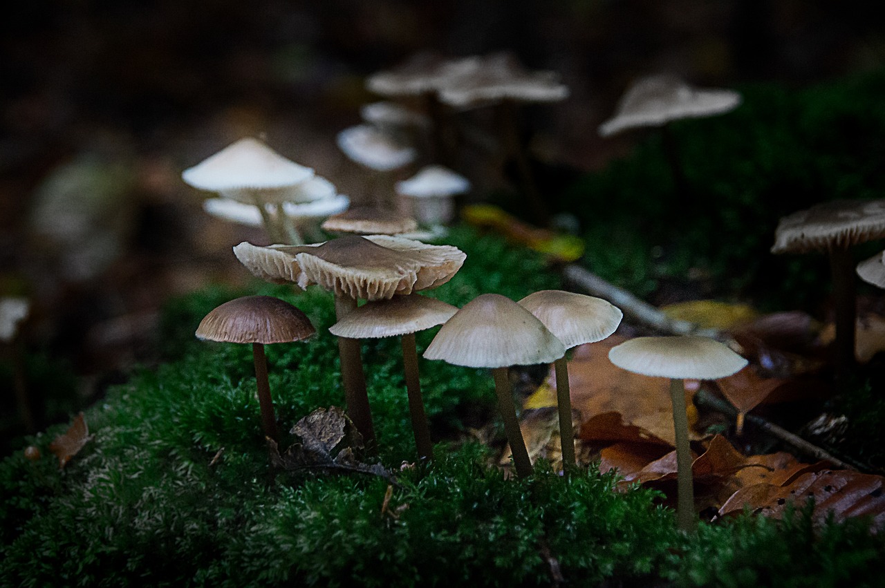 mushrooms-2743051_1280.jpg